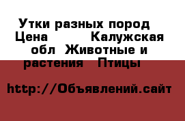 Утки разных пород › Цена ­ 600 - Калужская обл. Животные и растения » Птицы   